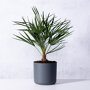 Europese dwergpalm
